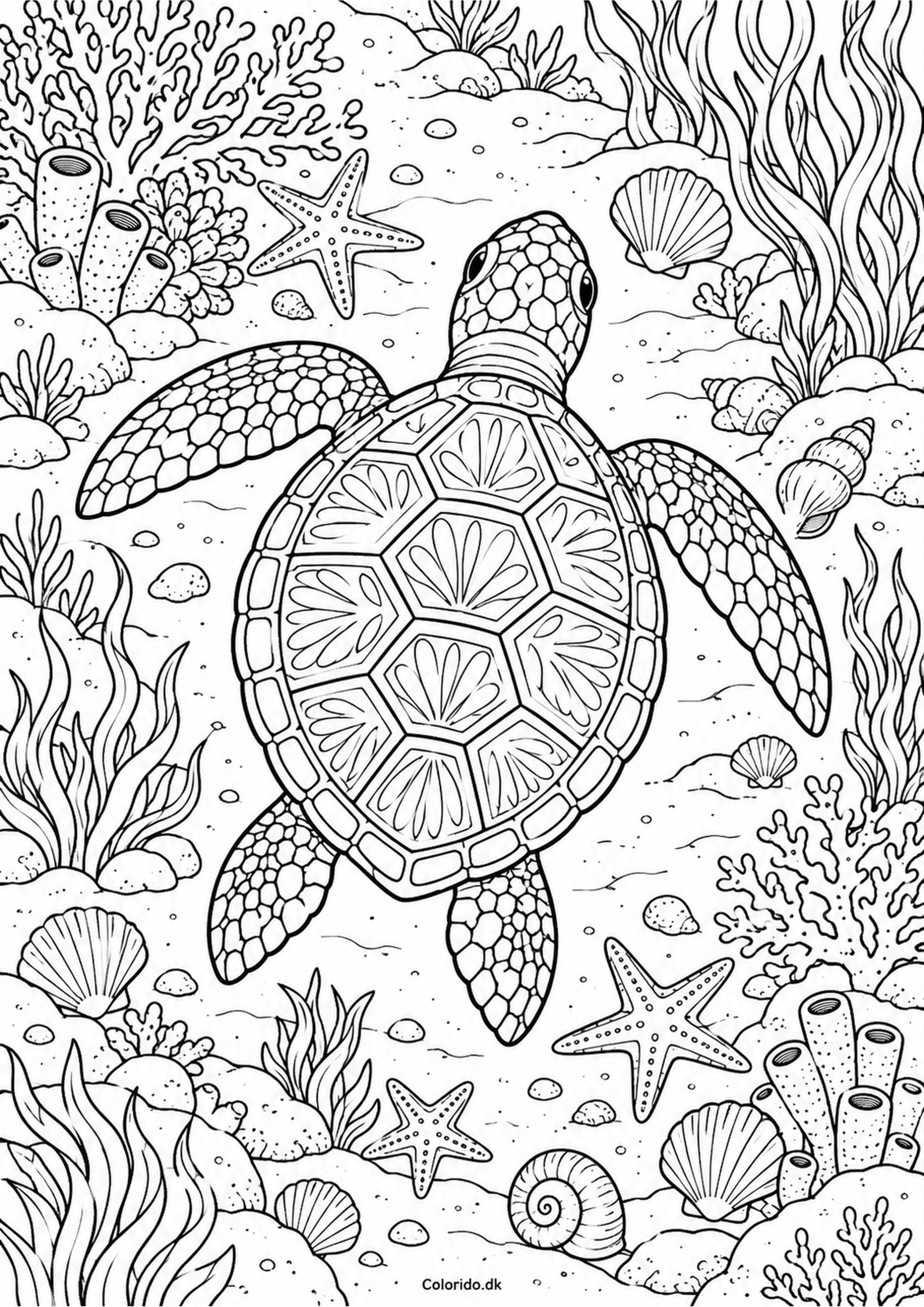 Havskildpadde over havbunden – tegninger til print