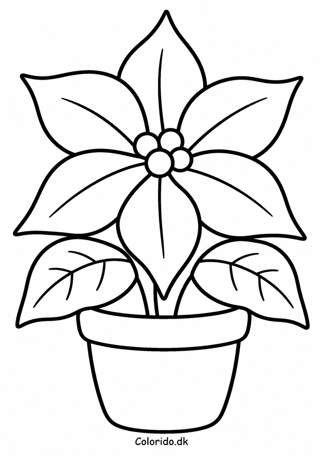 Julestjerne i urtepotte – let blomst at farvelægge